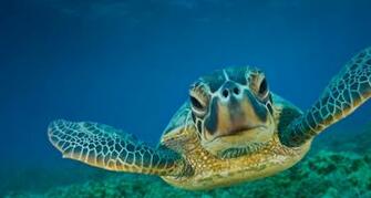 You A Awesome Bing S Green Turtle Background One Of My Favorite