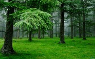 Nature Green Wallpaper Pictures In High Definition Or