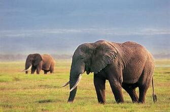 HD Wallpaper Elephant Image Gallery