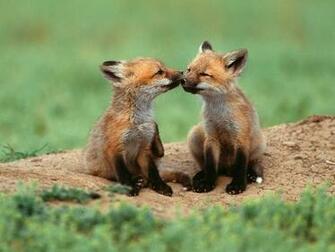 Cute Fox Wallpaper