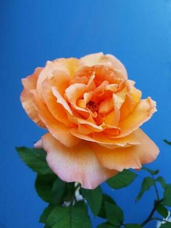 Phool Wallpaper Phoolon Ki Photo HD