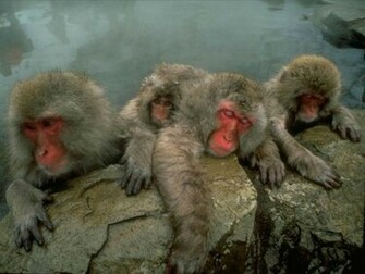 Funny Gorilla Stills Baby Monke Y Photos