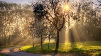 Sunny Good Morning Wallpaper