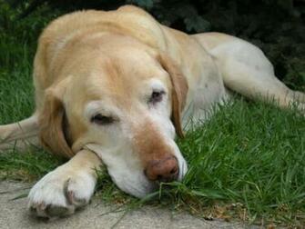 File Name Yellow Lab High Quality Wallpaper