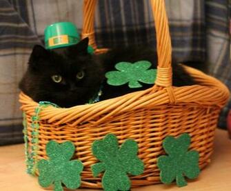St Patrick S Day Cat Wallpaper On