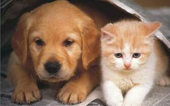 Teddybear64 Dog And Cat Wallpaper