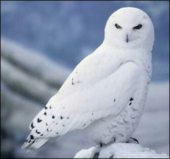 Desktop Wallpaper For Android Snowy Owl Owls