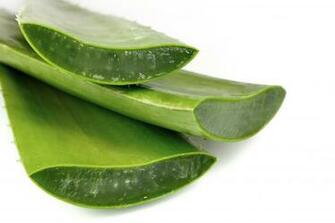 Aloe Vera Simple Wallpaper HD