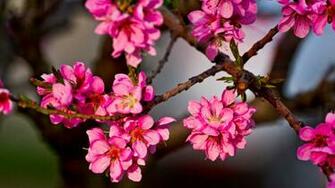 Purple Flowers Mac Wallpaper