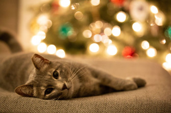Things To Do Before Leaving A Cat For Holiday Vacation