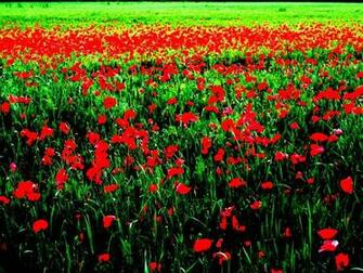 Field Of Poppies Wallpaper