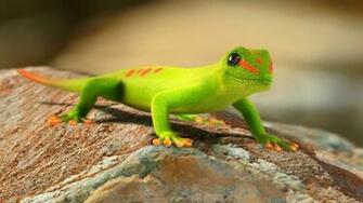 Gecko Wallpaper Desktop 4usky