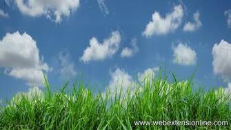 S HD Natural Grass Wallpaper With Blue Sky