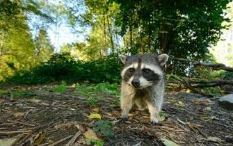 Baby Raccoon Wallpaper Forest