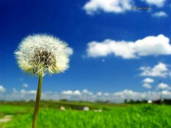 Summer Wallpaper Cartoon Picture