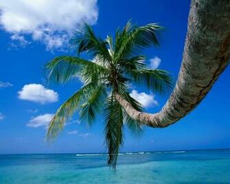 Palm Tree On A Beech Computer Desktop Wallpaper
