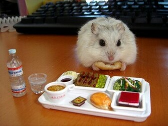 Hamster Comic Wallpaper Picture