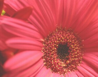 Gerber Daisy Stock Photos And Image Pictures