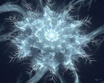 Best Moonflower Wallpaper