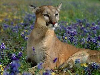 Description Beautiful Wallpaper Of Animal Cute