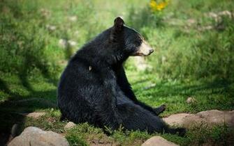 Lonely Black Bear Wallpaper Image Screen