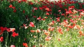 Image Wallpaper Fleur Plante Champ Coquelicots Telecharger Des