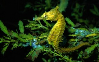 Seahorse Computer Wallpaper Desktop Background Id