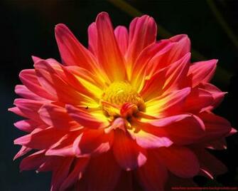 Spring Flower Wallpaper Screensavers And Background
