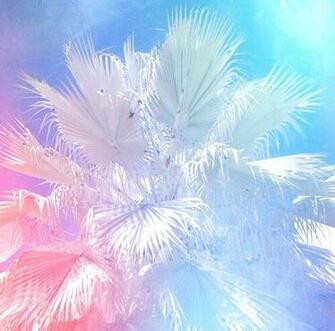 Palm Trees iPhone Wallpaper