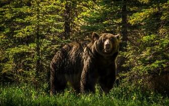 Grizzly Bear Forest Wallpaper
