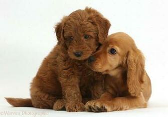 Similar Desktop I Love Dogs Wallpaper Dowload