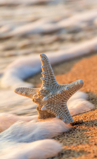 Beach iPhone Wallpaper HD Quality Best Background