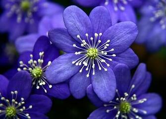 Superb Beautifull Flower High Resolution Wallpaper