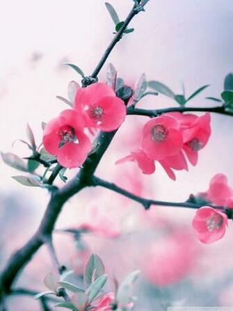 Pink Blossom Flowers Spring 4k HD Desktop Wallpaper For