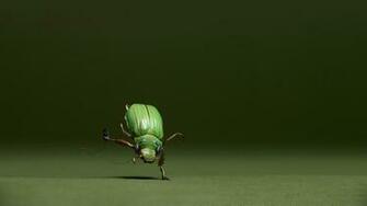 Funny Wallpaper