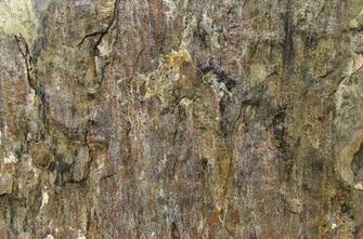 Rock Textured Surface1 Cracks Fissures And Colours Garden Wall