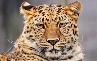 Amur Leopard Desktop Wallpaper Pre Wallcaper Net