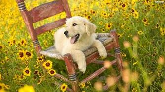 Dog And Yellow Flowers Wallpaper