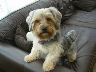 Yorkie Terrier Wallpaper HD Animals