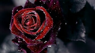 Red Rose Flower Background HD Wallpaper Of