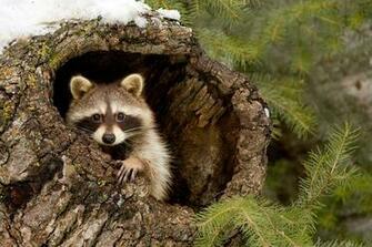Wallpaper Raccoon Forest Tree Branches Snow Animals