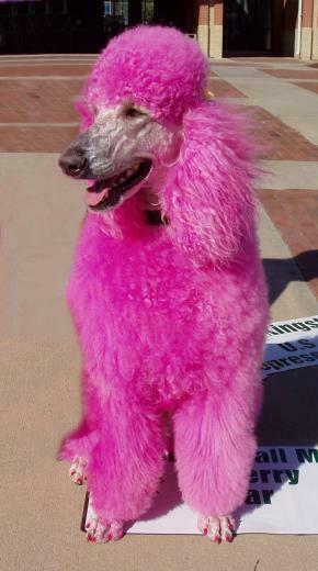 Real Pink Poodle Image Pictures Becuo