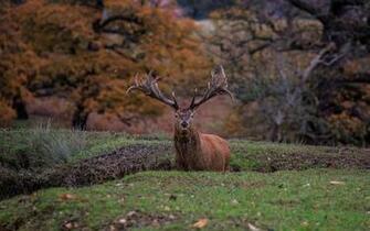 Wallpaper Deer Fall Animals Picsfab