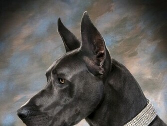 Dogs Artwork Great Dane Wallpaper Miscellaneous HD