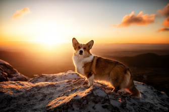 Dog Sunrise Animal Corgi HD Wallpaper