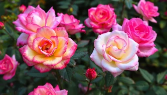Most Beautiful Rose Flowers Wallpaper