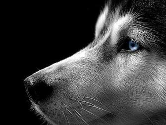 Wallpaper Husky Siberian Dawallpaperz