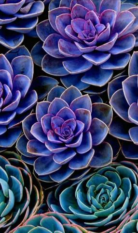 What S The Difference Between Succulents And Cacti Llustraited