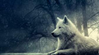 Wolf HD Wallpaper 1080p Desktop Background