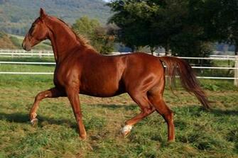 American Saddlebred Stock By Luda